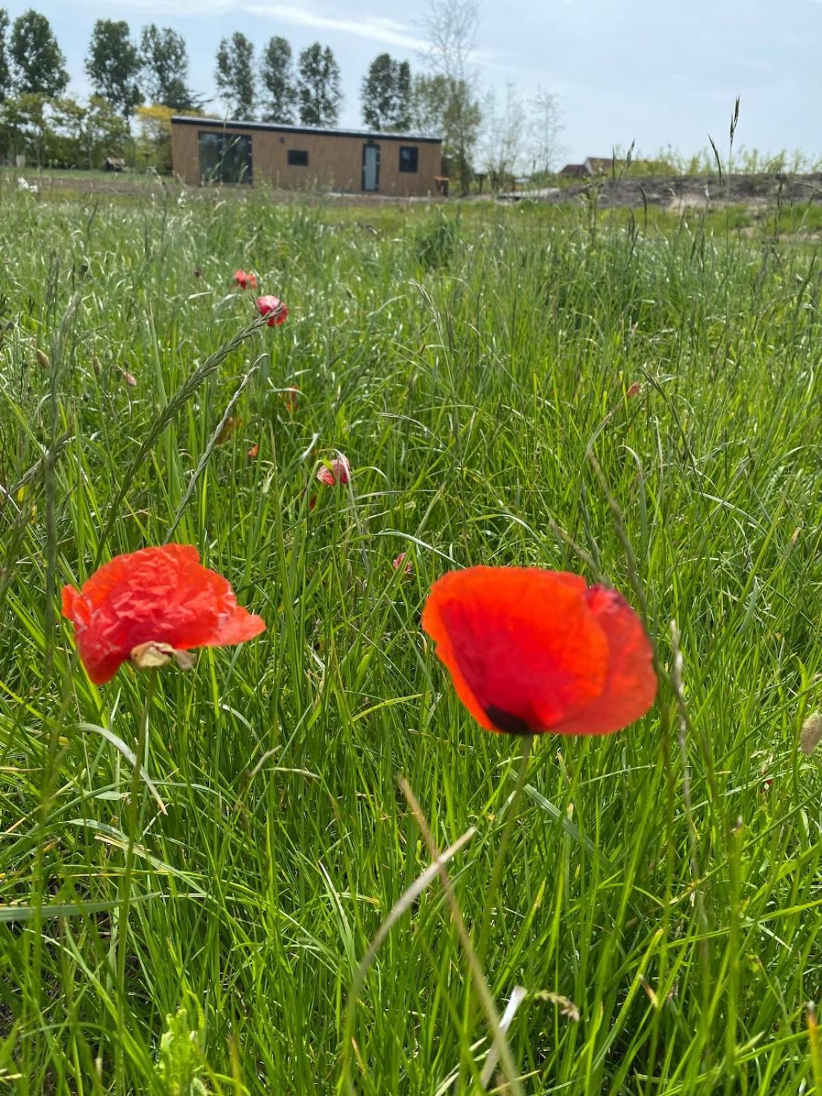 De Eend - Tiny House In De Zeeuwse Vakantiehuis Driewegen